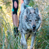 wolfi